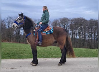 More ponies/small horses Mix, Gelding, 6 years, 15 hh, Brown Falb mold