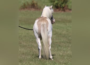 More ponies/small horses, Gelding, 6 years, 9.1 hh, Dun