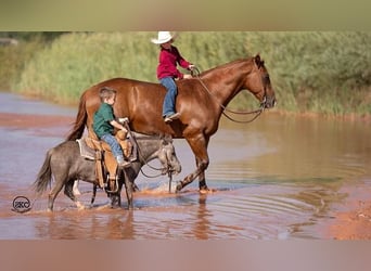 More ponies/small horses, Gelding, 6 years, 9 hh, Gray