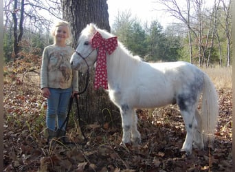 More ponies/small horses, Gelding, 6 years, 9 hh, Gray
