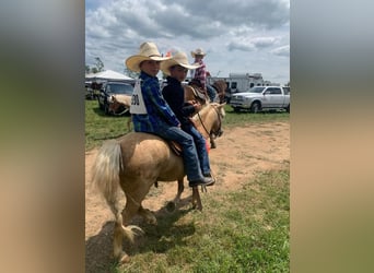 More ponies/small horses, Gelding, 7 years, 10.2 hh, Palomino