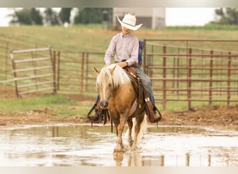 More ponies/small horses, Gelding, 7 years, 10.2 hh, Palomino