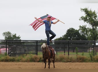 More ponies/small horses, Gelding, 7 years, 10.3 hh, Palomino