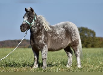 More ponies/small horses, Gelding, 7 years, 10 hh