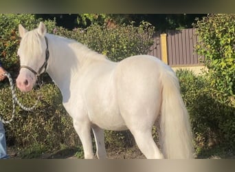 More ponies/small horses, Gelding, 7 years, 11,2 hh, Gray