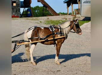 More ponies/small horses, Gelding, 7 years, 11 hh