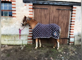 More ponies/small horses, Gelding, 7 years, 12.2 hh, Chestnut-Red