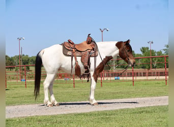 More ponies/small horses, Gelding, 7 years, 13.1 hh