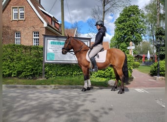 More ponies/small horses, Gelding, 7 years, 13.3 hh, Brown