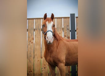 More ponies/small horses, Gelding, 7 years, 14.1 hh, Chestnut-Red