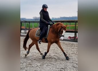 More ponies/small horses, Gelding, 7 years, 14.1 hh, Chestnut-Red