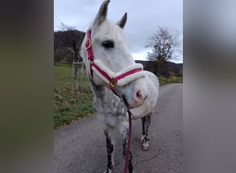 More ponies/small horses Mix, Gelding, 7 years, 14,1 hh, Gray-Dapple