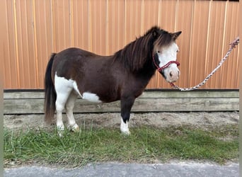 More ponies/small horses, Gelding, 7 years, 8,1 hh, Pinto