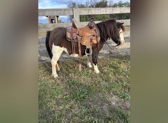 More ponies/small horses, Gelding, 7 years, 8,1 hh, Pinto