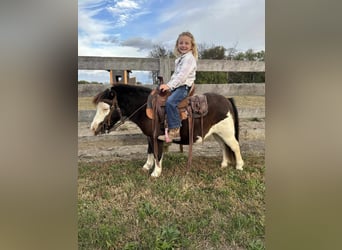 More ponies/small horses, Gelding, 7 years, 8,1 hh, Pinto