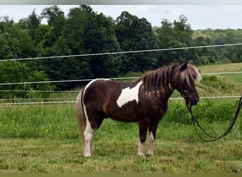 More ponies/small horses, Gelding, 7 years, 8.2 hh