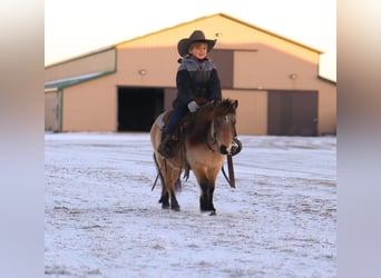 More ponies/small horses, Gelding, 7 years, 9,1 hh, Buckskin