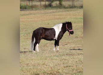 More ponies/small horses, Gelding, 7 years, 9 hh, Black