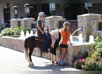 More ponies/small horses, Gelding, 7 years, 9 hh, Black