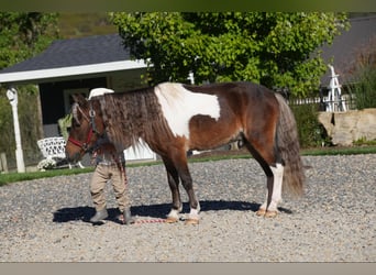 Weitere Ponys/Kleinpferde, Wallach, 7 Jahre, 9 hh, Schecke