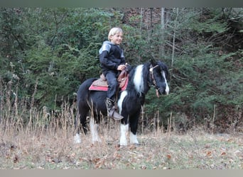 More ponies/small horses, Gelding, 7 years, 9 hh