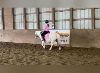 More ponies/small horses, Gelding, 8 years, 10 hh, Palomino