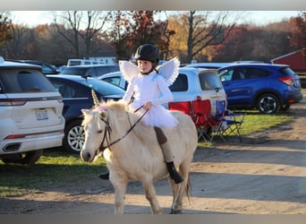 More ponies/small horses, Gelding, 8 years, 10 hh, Palomino