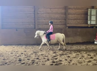 More ponies/small horses, Gelding, 8 years, 10 hh, Palomino