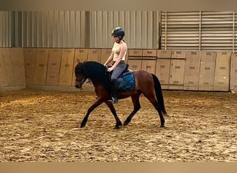 More ponies/small horses, Gelding, 8 years, 11,2 hh, Brown