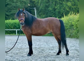 More ponies/small horses, Gelding, 8 years, 11,2 hh, Brown