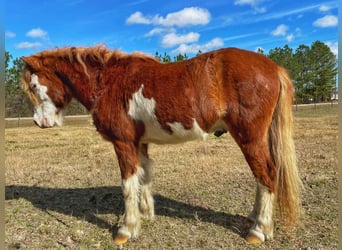 More ponies/small horses, Gelding, 8 years, 11 hh