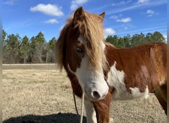 More ponies/small horses, Gelding, 8 years, 11 hh