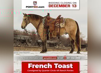 More ponies/small horses, Gelding, 8 years, 12.2 hh, Buckskin