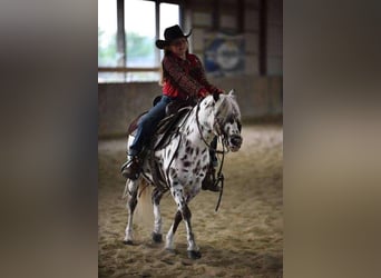 More ponies/small horses, Gelding, 8 years, 12.2 hh, White