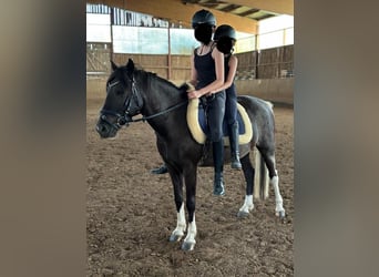 More ponies/small horses, Gelding, 8 years, 13.2 hh, Pinto