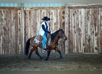 More ponies/small horses, Gelding, 8 years, 13 hh, Bay