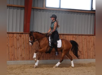 More ponies/small horses, Gelding, 8 years, 14.1 hh, Brown-Light