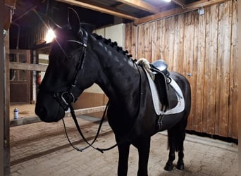 More ponies/small horses, Gelding, 8 years, 14,2 hh, Black