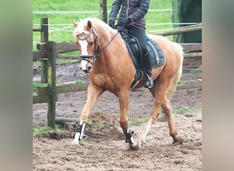 More ponies/small horses, Gelding, 8 years, 14.3 hh, Palomino