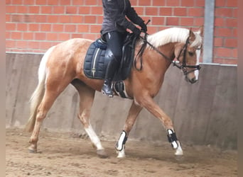 More ponies/small horses, Gelding, 8 years, 14.3 hh, Palomino