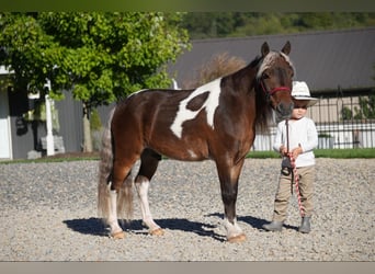 More ponies/small horses, Gelding, 8 years, 9 hh, Pinto