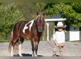 More ponies/small horses, Gelding, 8 years, 9 hh, Pinto