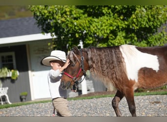 More ponies/small horses, Gelding, 8 years, 9 hh, Pinto