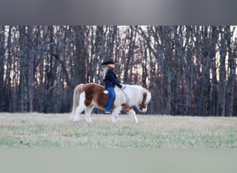 More ponies/small horses, Gelding, 8 years, 9 hh