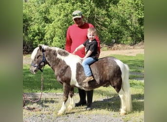 More ponies/small horses, Gelding, 9 years, 10 hh
