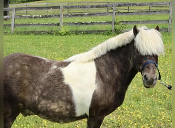 More ponies/small horses, Gelding, 9 years, 10 hh