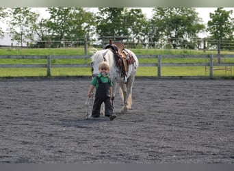 More ponies/small horses, Gelding, 9 years, 11 hh, White