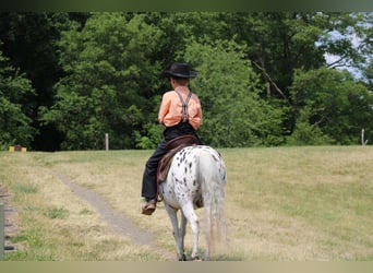 More ponies/small horses, Gelding, 9 years, 11 hh, White