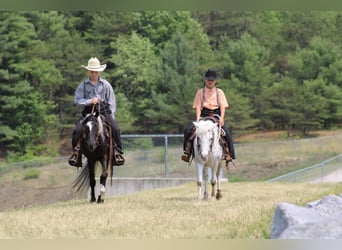 More ponies/small horses, Gelding, 9 years, 11 hh, White
