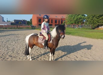 More ponies/small horses, Gelding, 9 years, 12.1 hh, Pinto